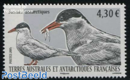 Antarctic Tern 1v